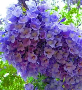 Jacaranda mimosifolia (flamboyant bleu) couleur floraison:bleu - pot de 15 litres - 180/200 cm